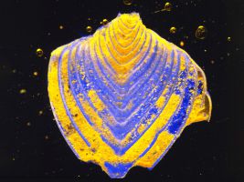 Neoflabellina Neoflabellina